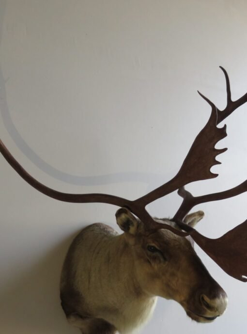 Barren Ground Caribou Shoulder Mount O-113C