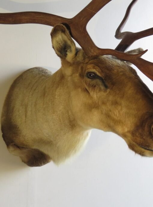 Barren Ground Caribou Shoulder Mount O-113C