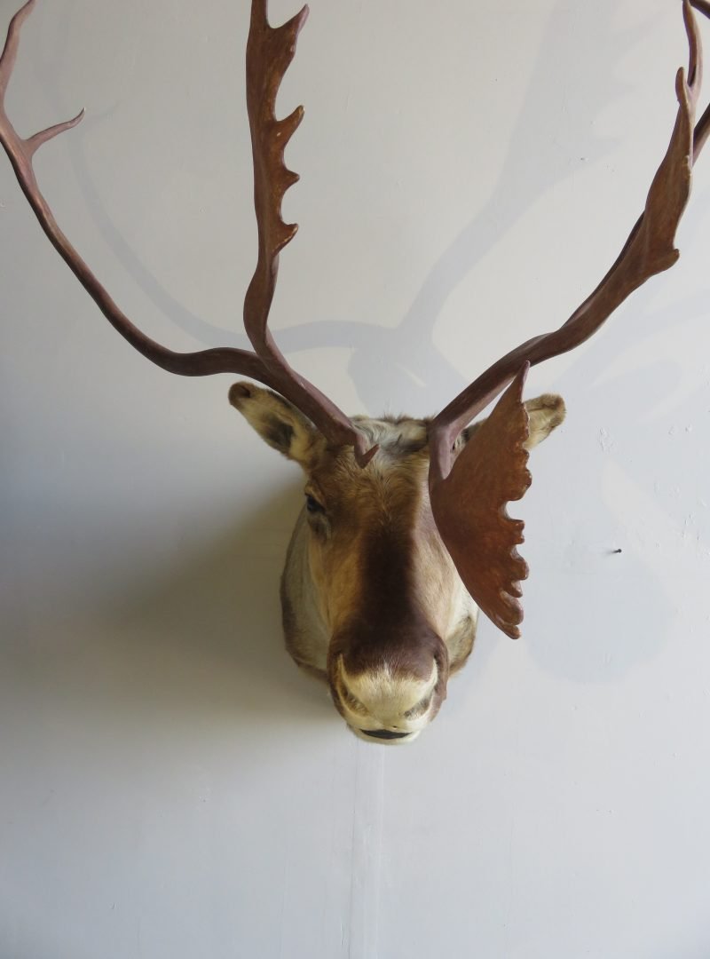 Barren Ground Caribou Shoulder Mount O-113C