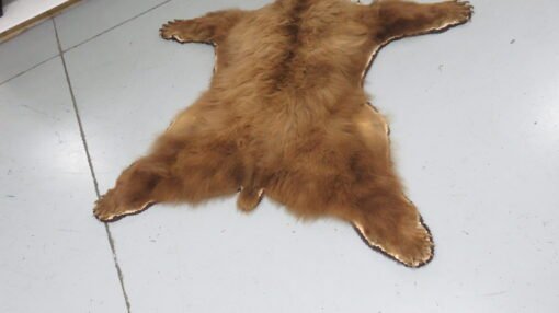 Black Bear Taxidermy Rug. B-149R