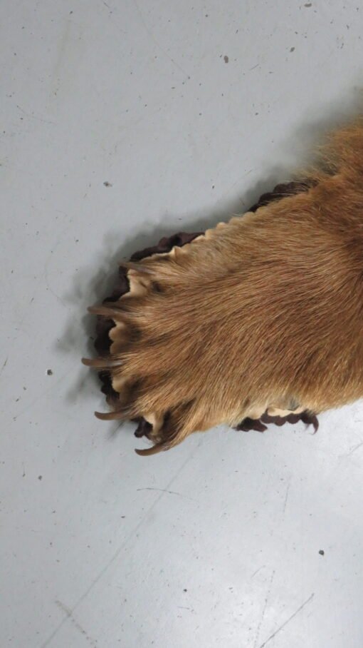 Black Bear Taxidermy Rug. B-149R
