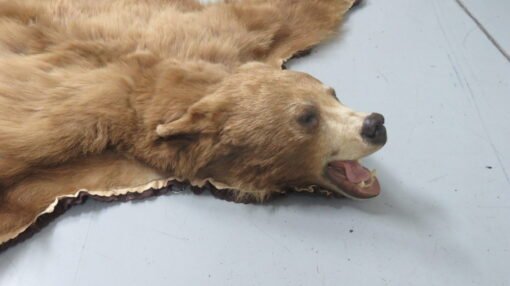 Black Bear Taxidermy Rug. B-149R