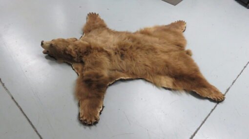 Black Bear Taxidermy Rug. B-149R