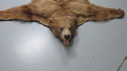 Black Bear Taxidermy Rug. B-149R