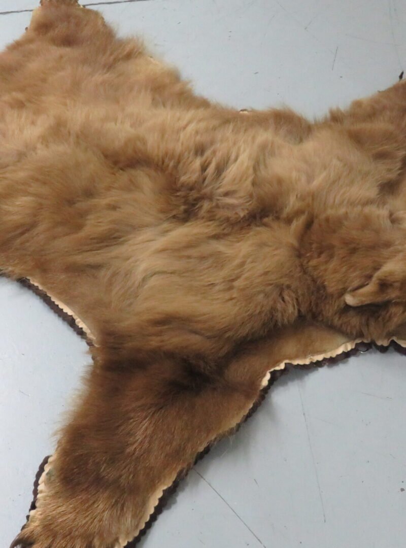 Black Bear Taxidermy Rug. B-149R