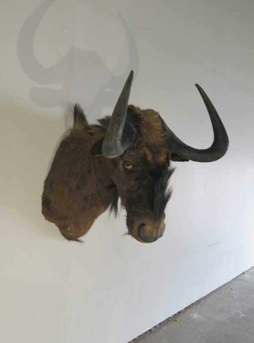 Black Wildebeest Shoulder Mount. X-125WI