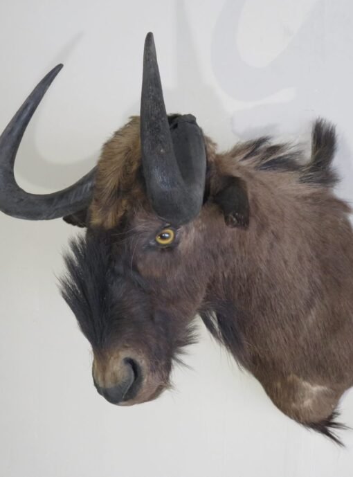 Black Wildebeest Shoulder Mount. X-125WI