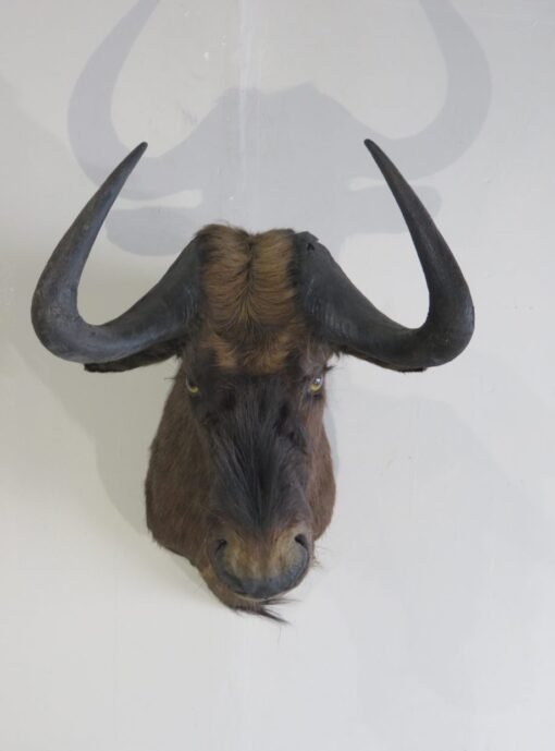 Black Wildebeest Shoulder Mount. X-125WI