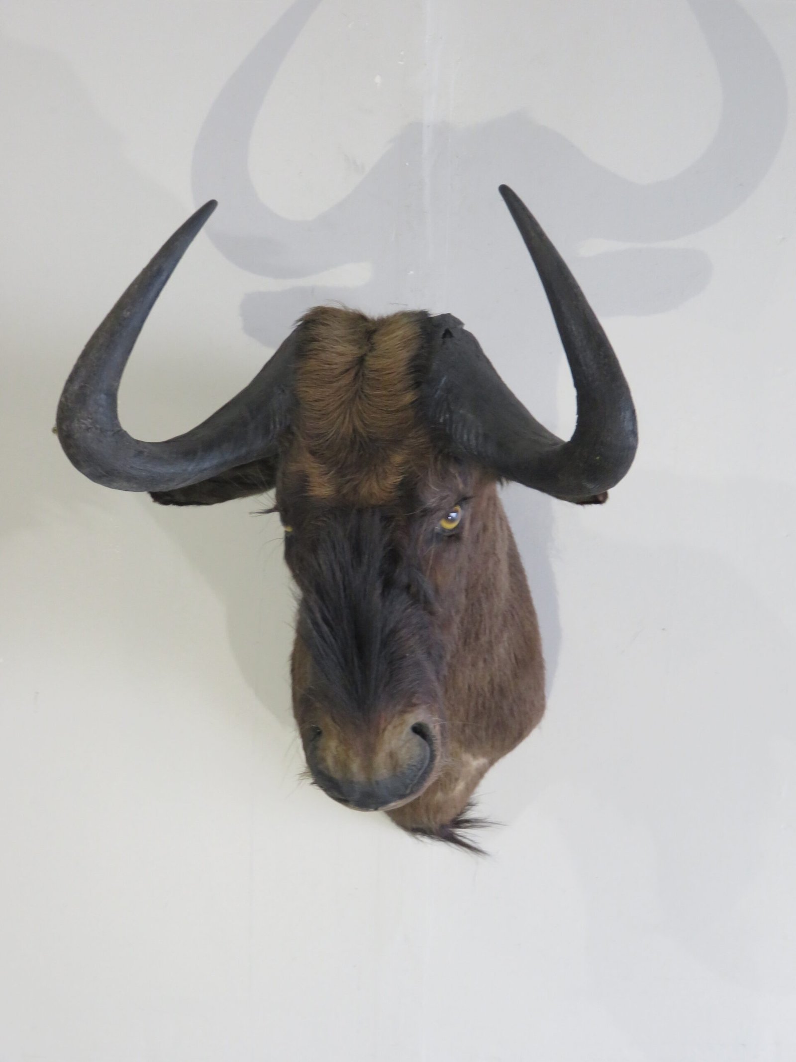 Black Wildebeest Shoulder Mount. X-125WI