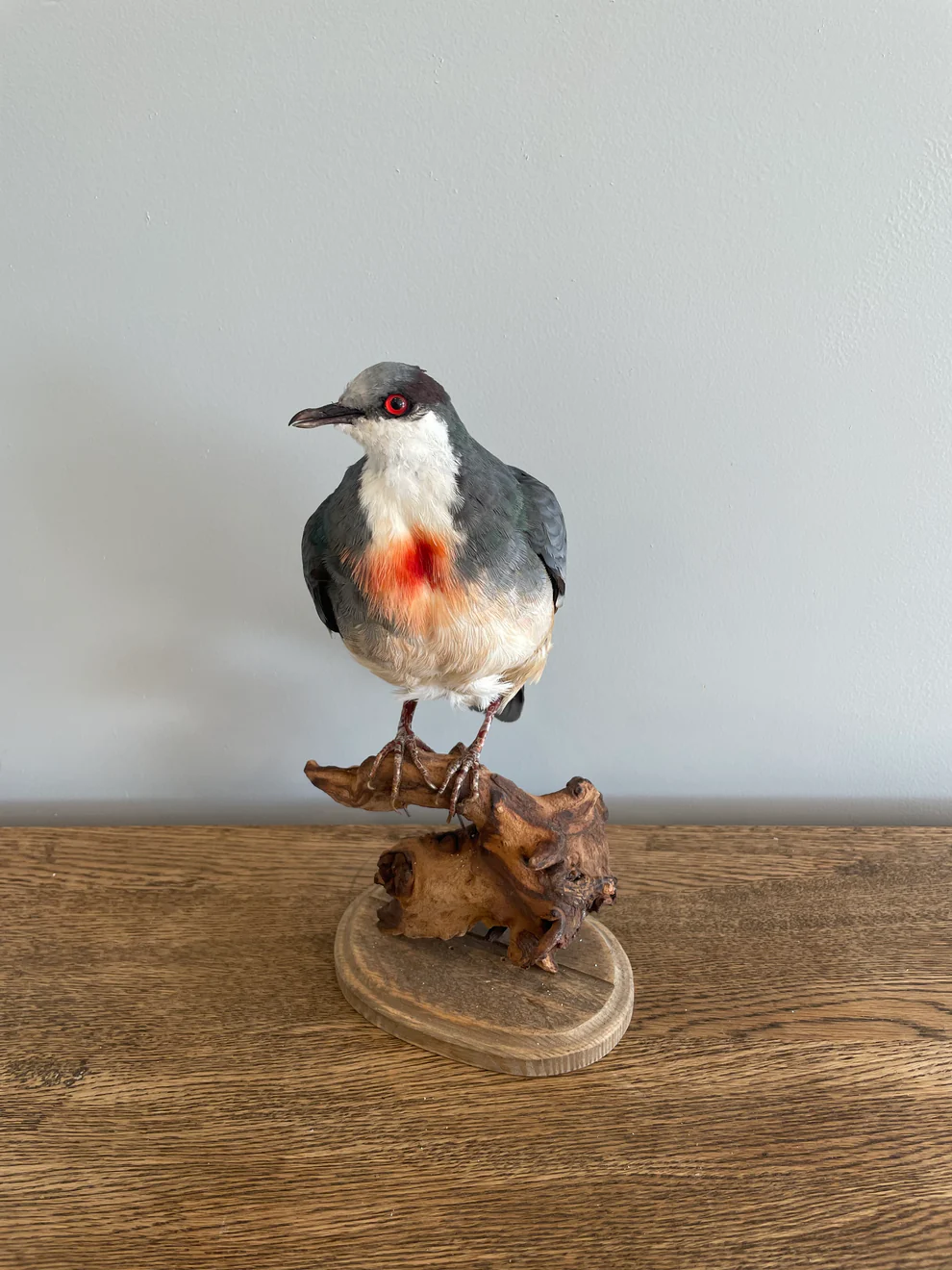 Bleeding Heart Pigeon