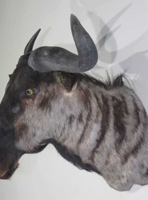 Blue Wildebeest Taxidermy Mount. X-124WI
