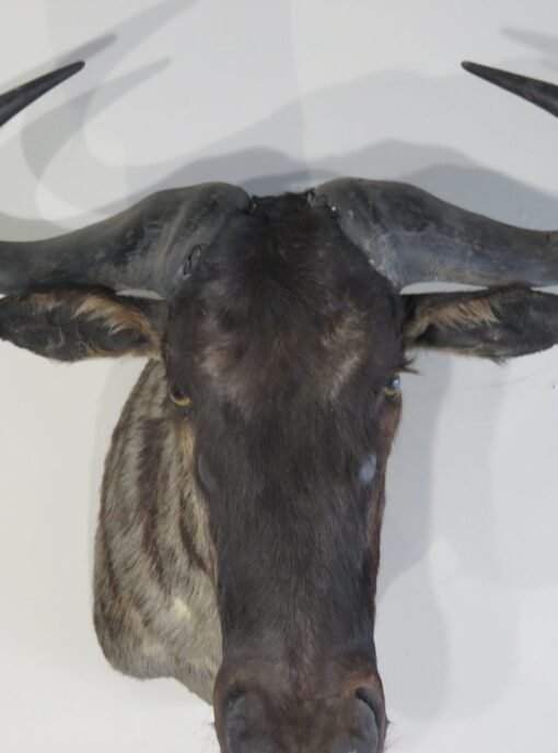 Blue Wildebeest Taxidermy Mount. X-124WI