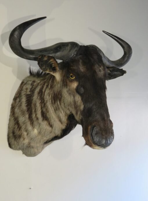 Blue Wildebeest Taxidermy Mount. X-124WI