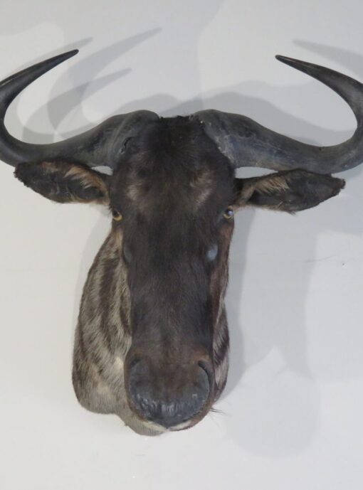 Blue Wildebeest Taxidermy Mount. X-124WI