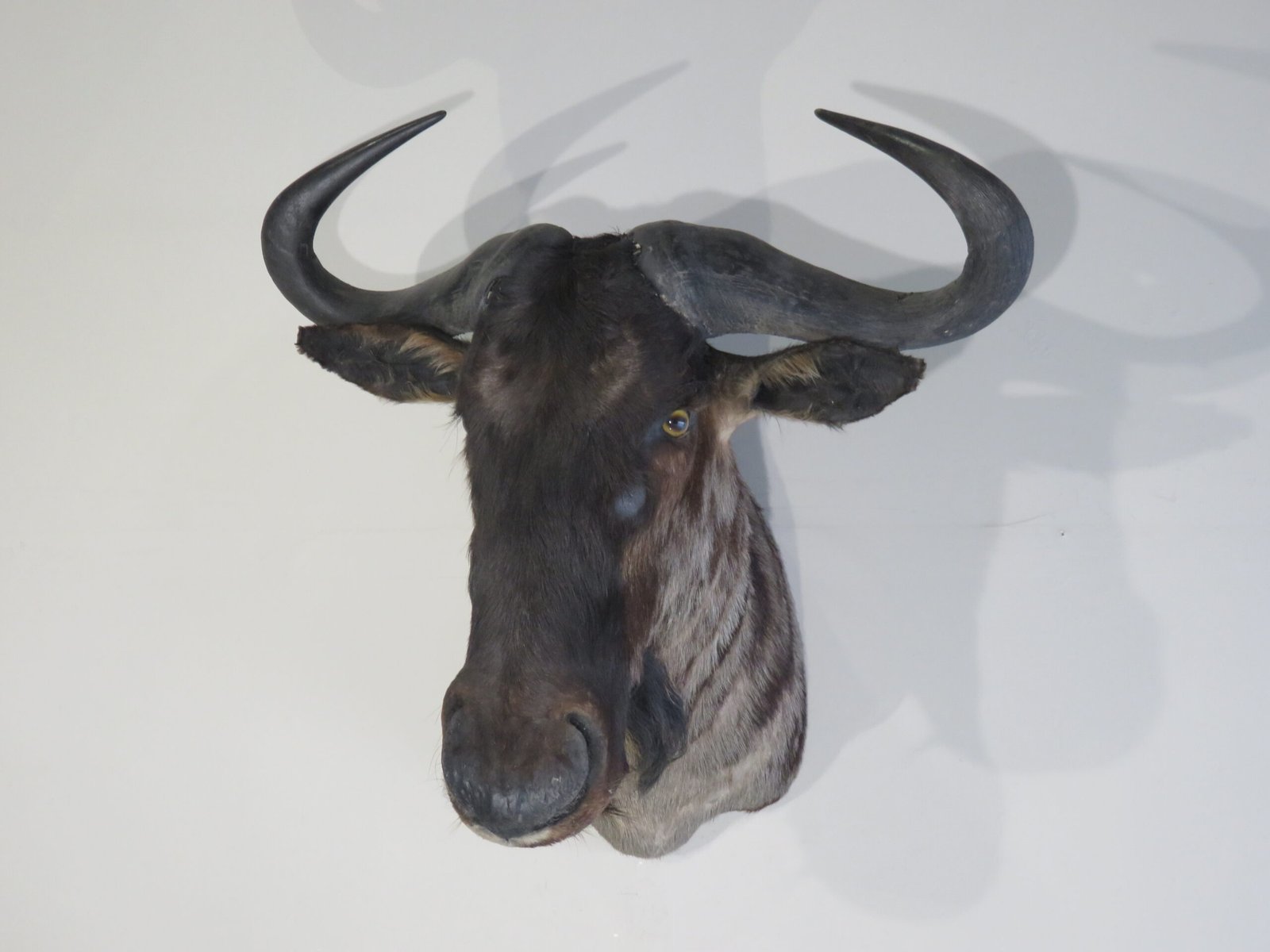Blue Wildebeest Taxidermy Mount. X-124WI