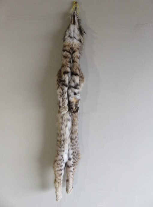 Bobcat Taxidermy Fur CB-104