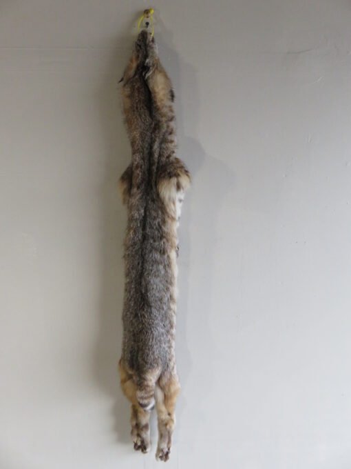 Bobcat Taxidermy Fur CB-104