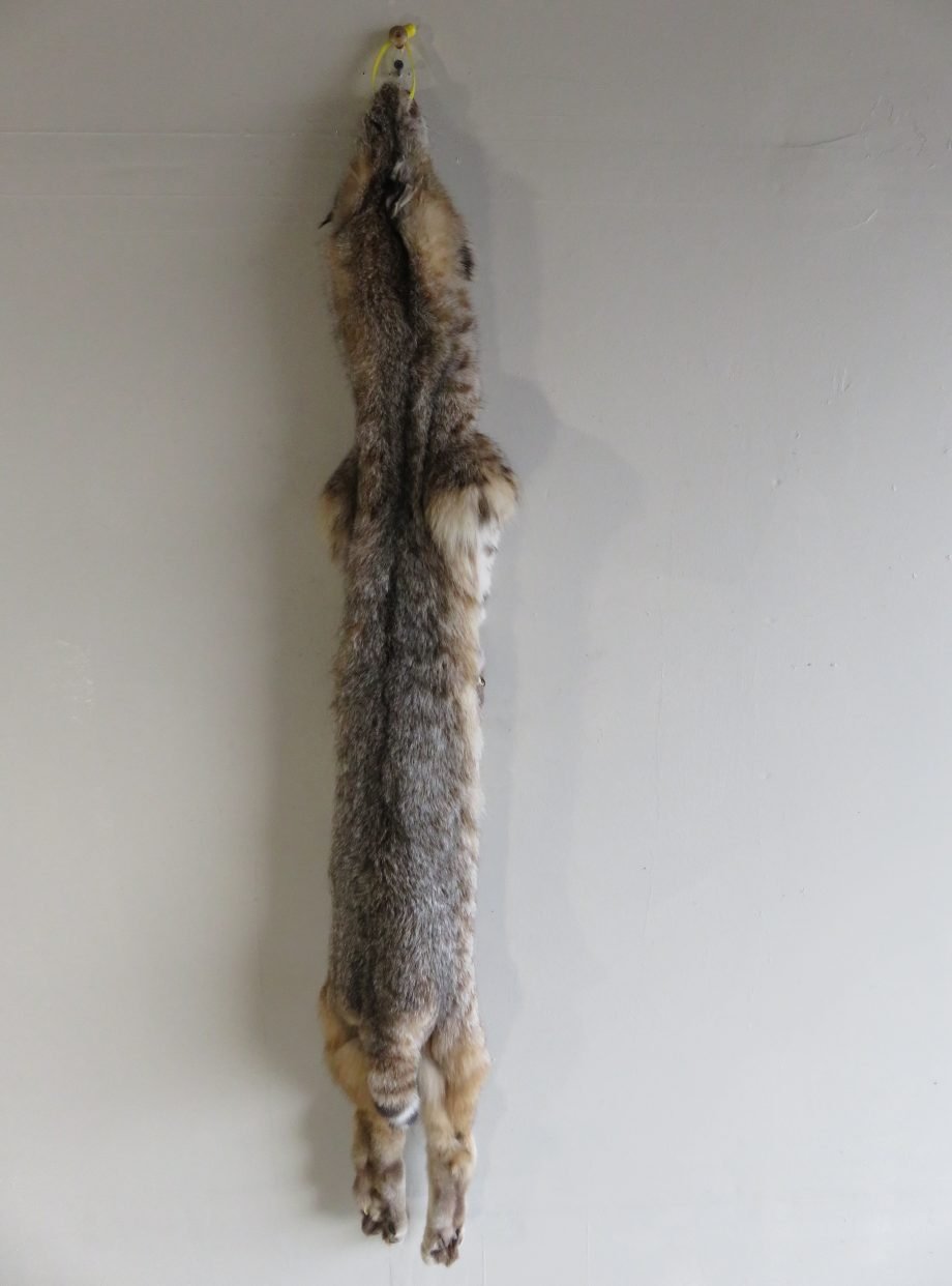 Bobcat Taxidermy Fur CB-104