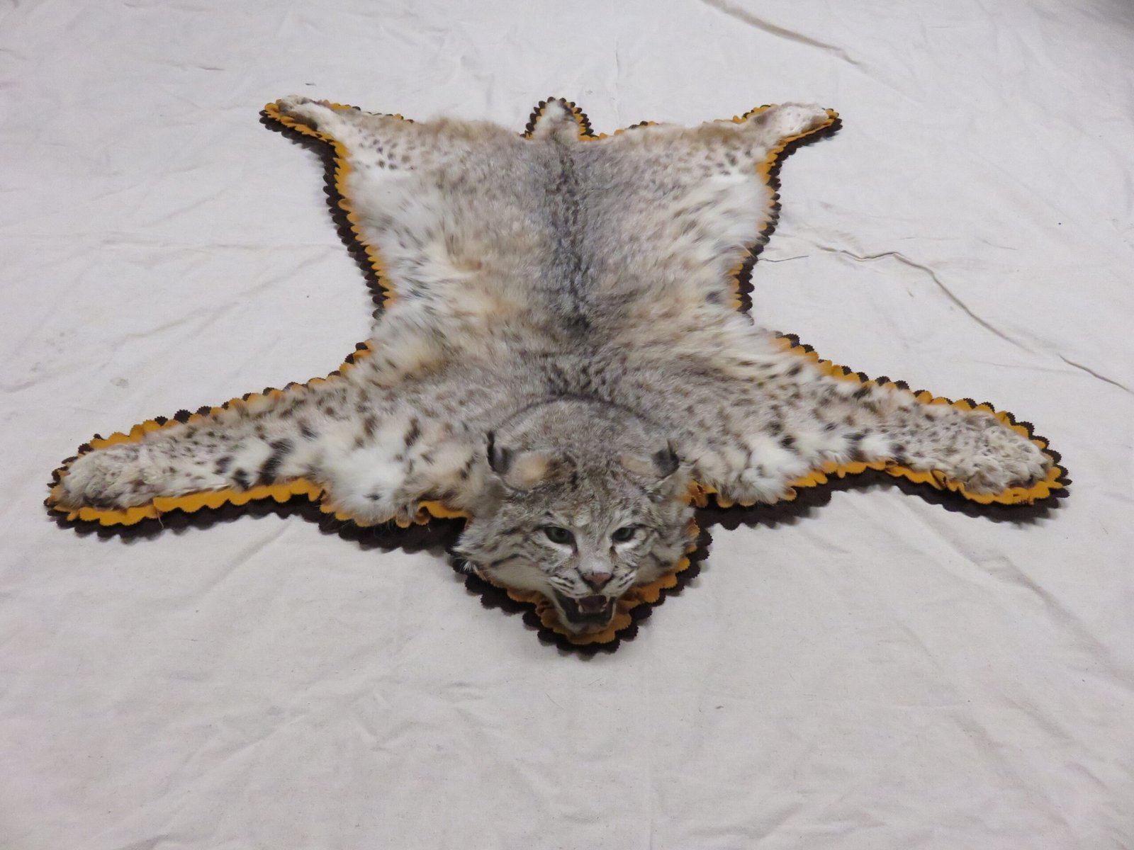 Bobcat Taxidermy Rug C-103B