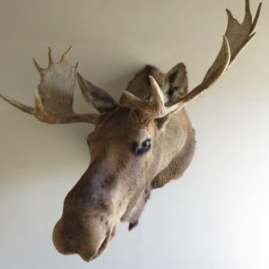 Bull Moose Shoulder Mount O-107M