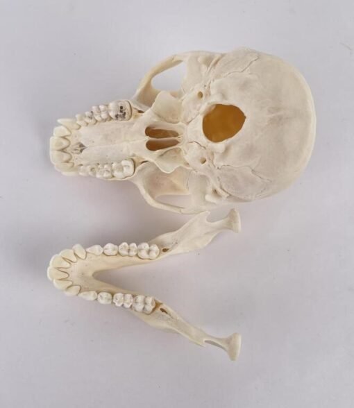 Chacma Baboon Skull Taxidermy. X-169CH