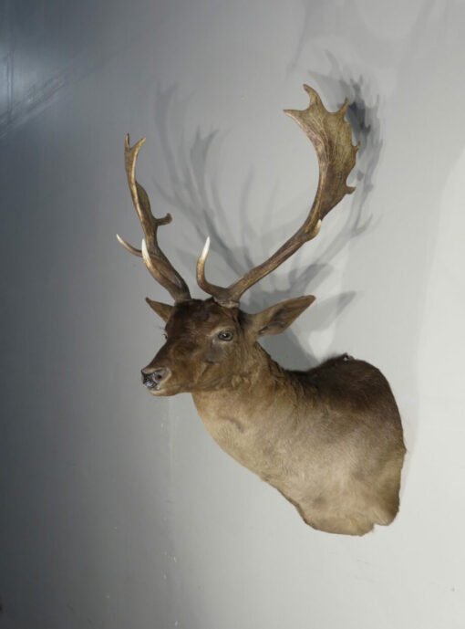 Chocolate Fallow Deer Taxidermy. X-154FA