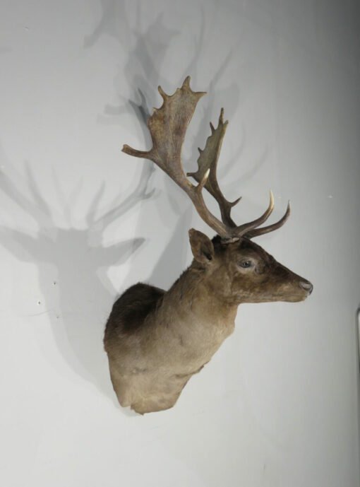 Chocolate Fallow Deer Taxidermy. X-154FA