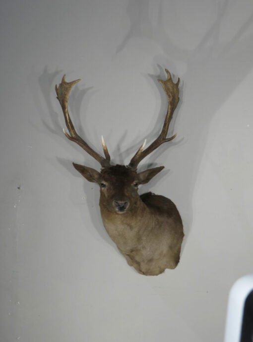 Chocolate Fallow Deer Taxidermy. X-154FA