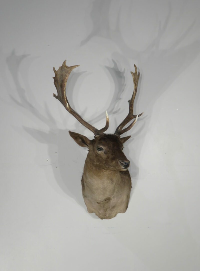Chocolate Fallow Deer Taxidermy. X-154FA
