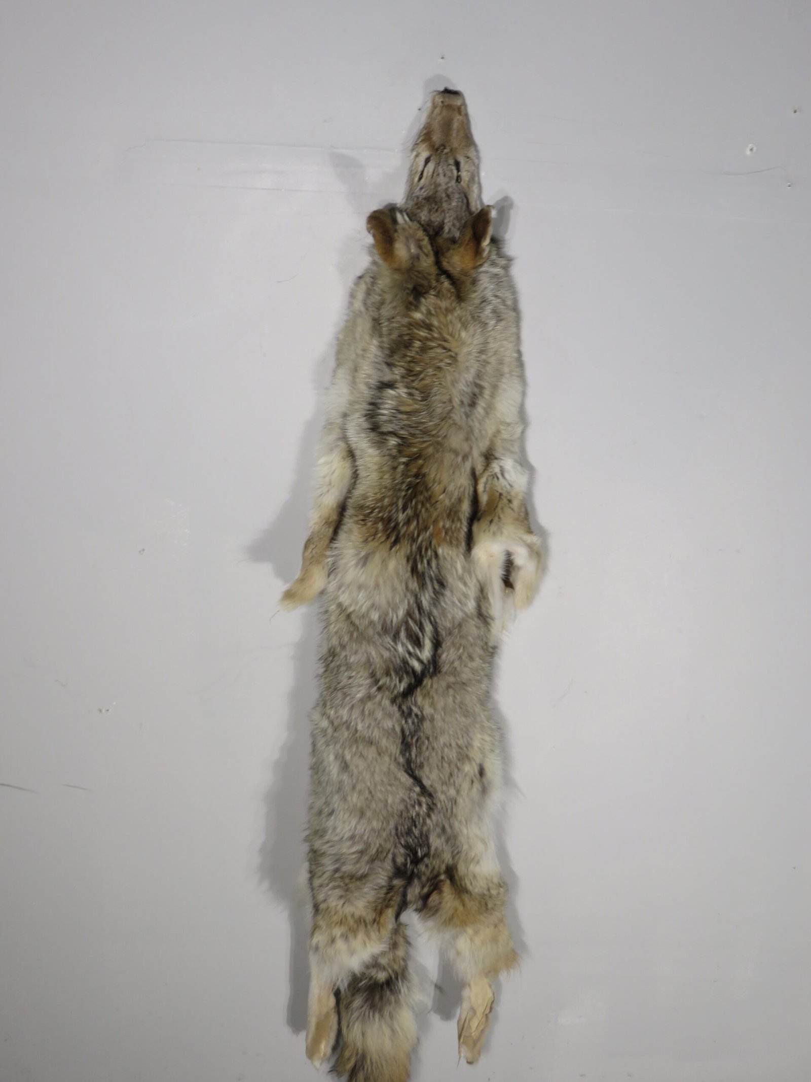 Coyote Skin/Pelt Taxidermy. P-113CC