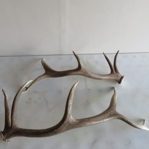 Elk Antler Sheds 6×5 E-106A