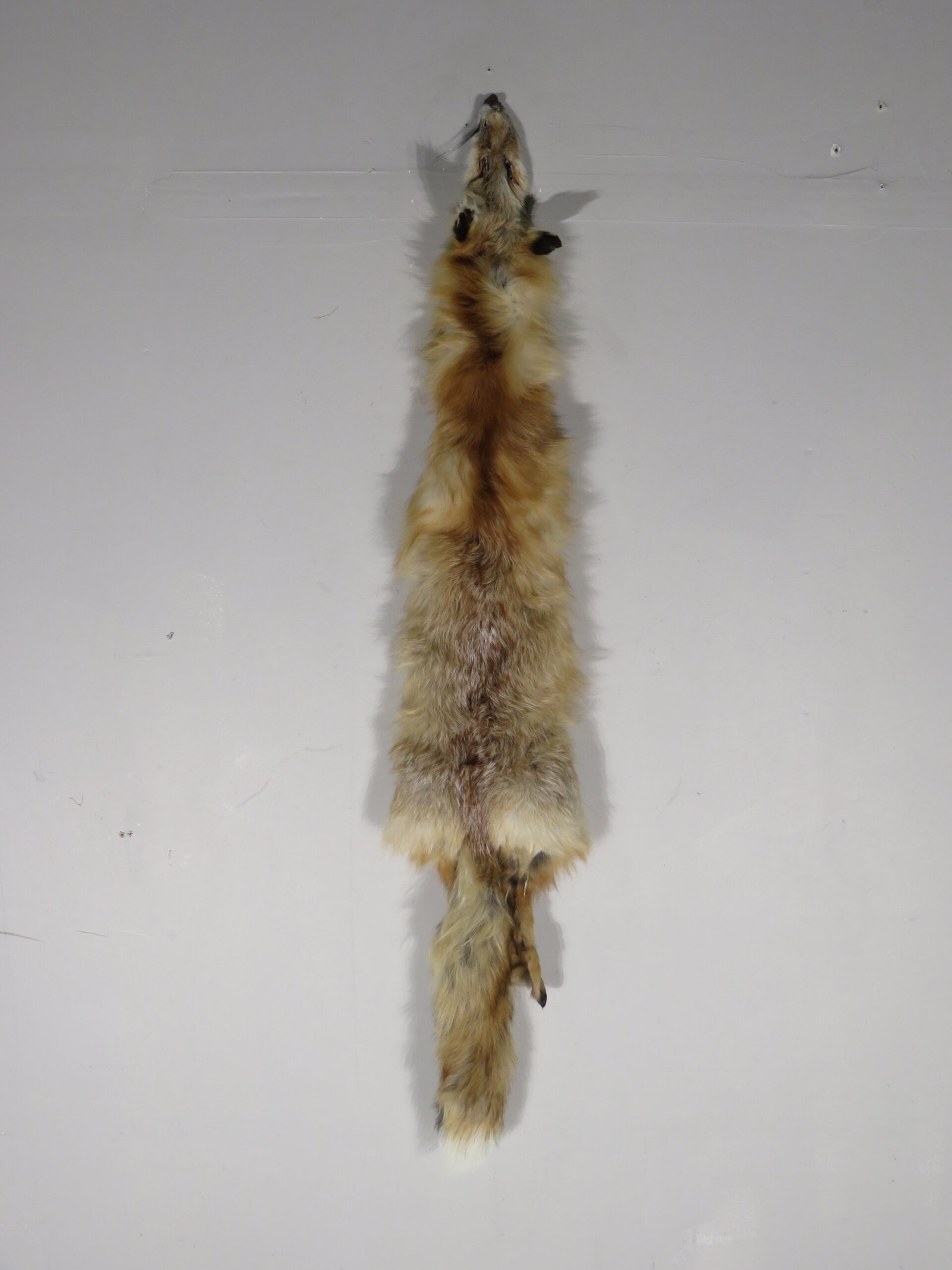 Fox Taxidermy Skin. P-114CF