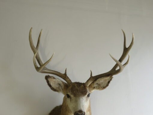 Great sized Mule Deer Taxidermy. M-146S