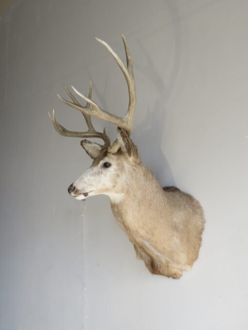 Great sized Mule Deer Taxidermy. M-146S