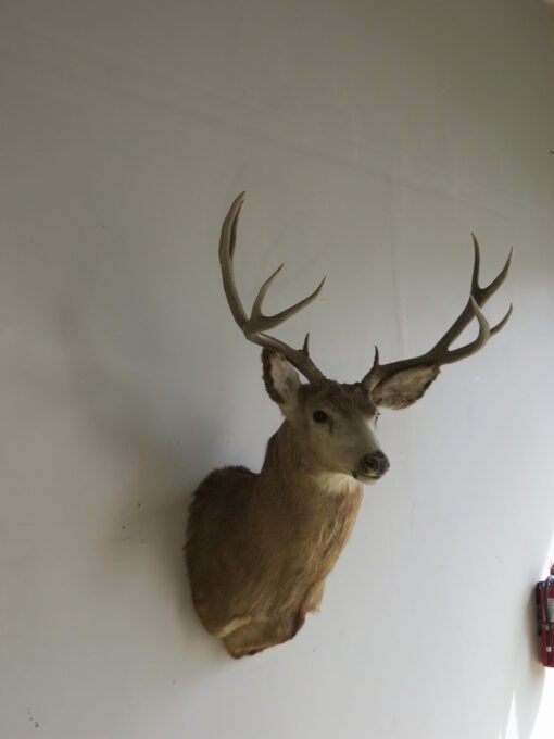 Great sized Mule Deer Taxidermy. M-146S