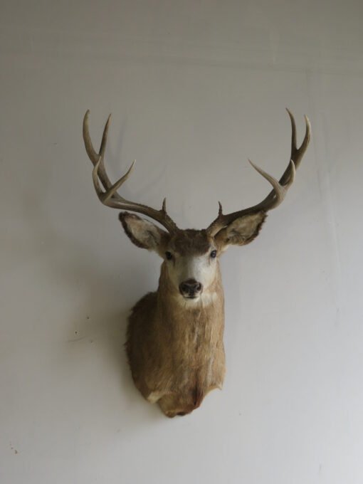 Great sized Mule Deer Taxidermy. M-146S
