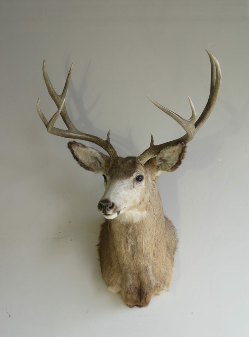 Great sized Mule Deer Taxidermy. M-146S