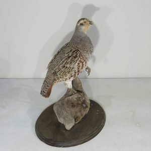 Hungarian Partridge Taxidermy. T-121HU