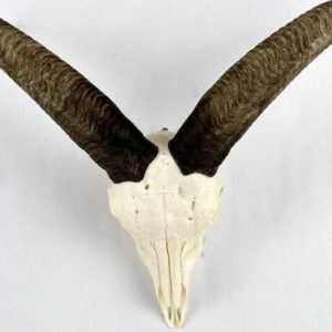 Mouflon European Mount. X-137MO