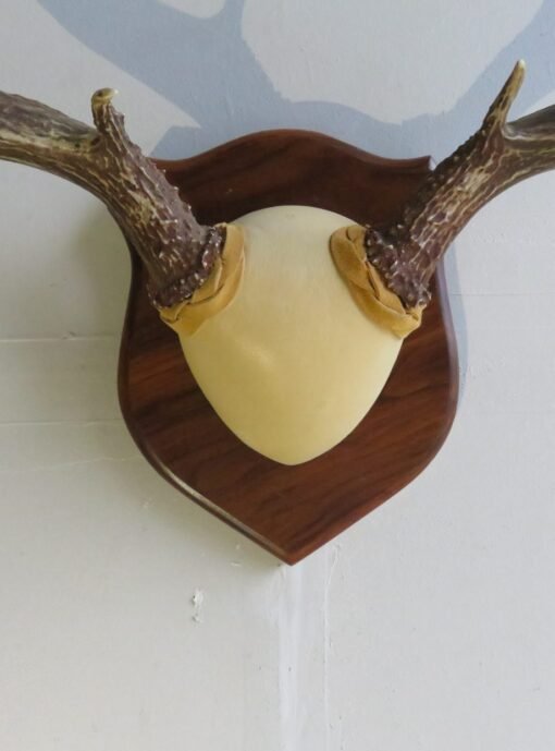 Mule Deer Rack on Wood Plaque M-131R