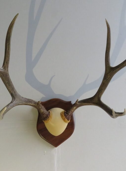 Mule Deer Rack on Wood Plaque M-131R