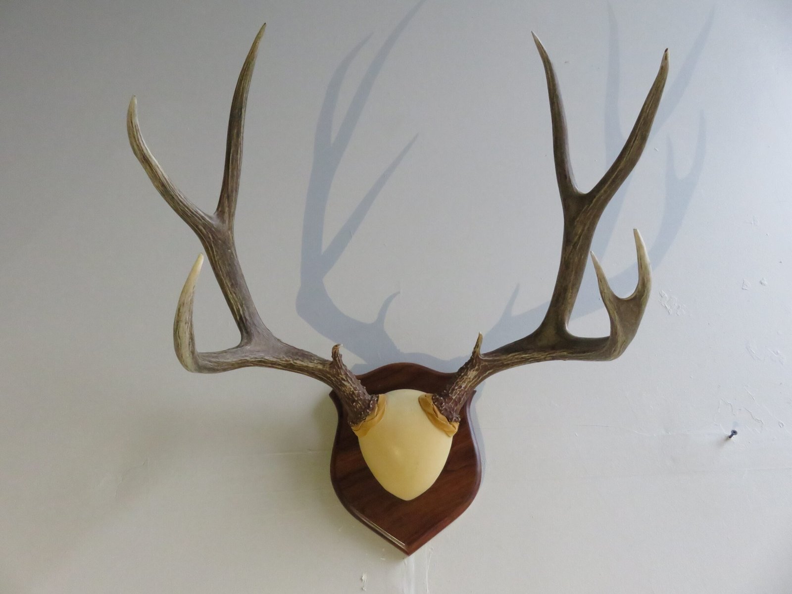 Mule Deer Rack on Wood Plaque M-131R