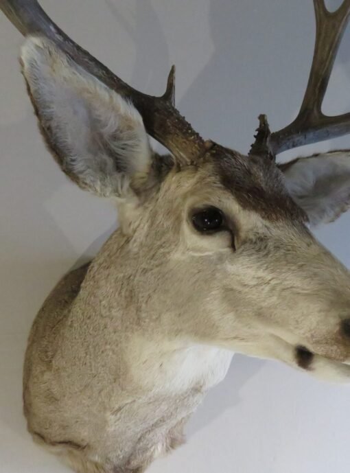 Mule Deer Shoulder Mount. DM-115