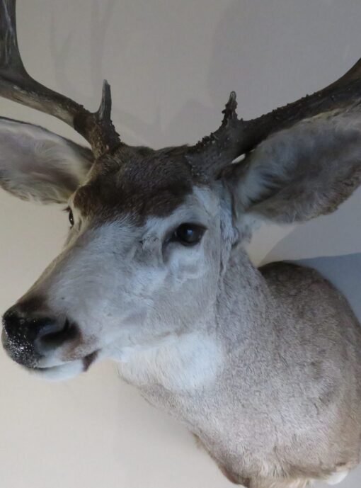 Mule Deer Shoulder Mount. DM-115