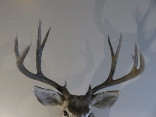 Mule Deer Shoulder Mount. DM-115