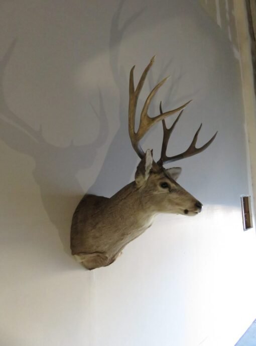 Mule Deer Shoulder Mount. DM-115