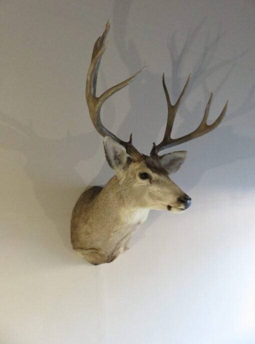 Mule Deer Shoulder Mount. DM-115