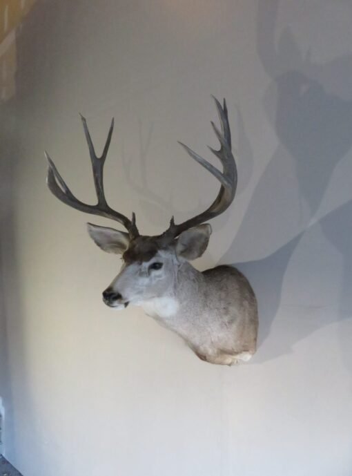 Mule Deer Shoulder Mount. DM-115