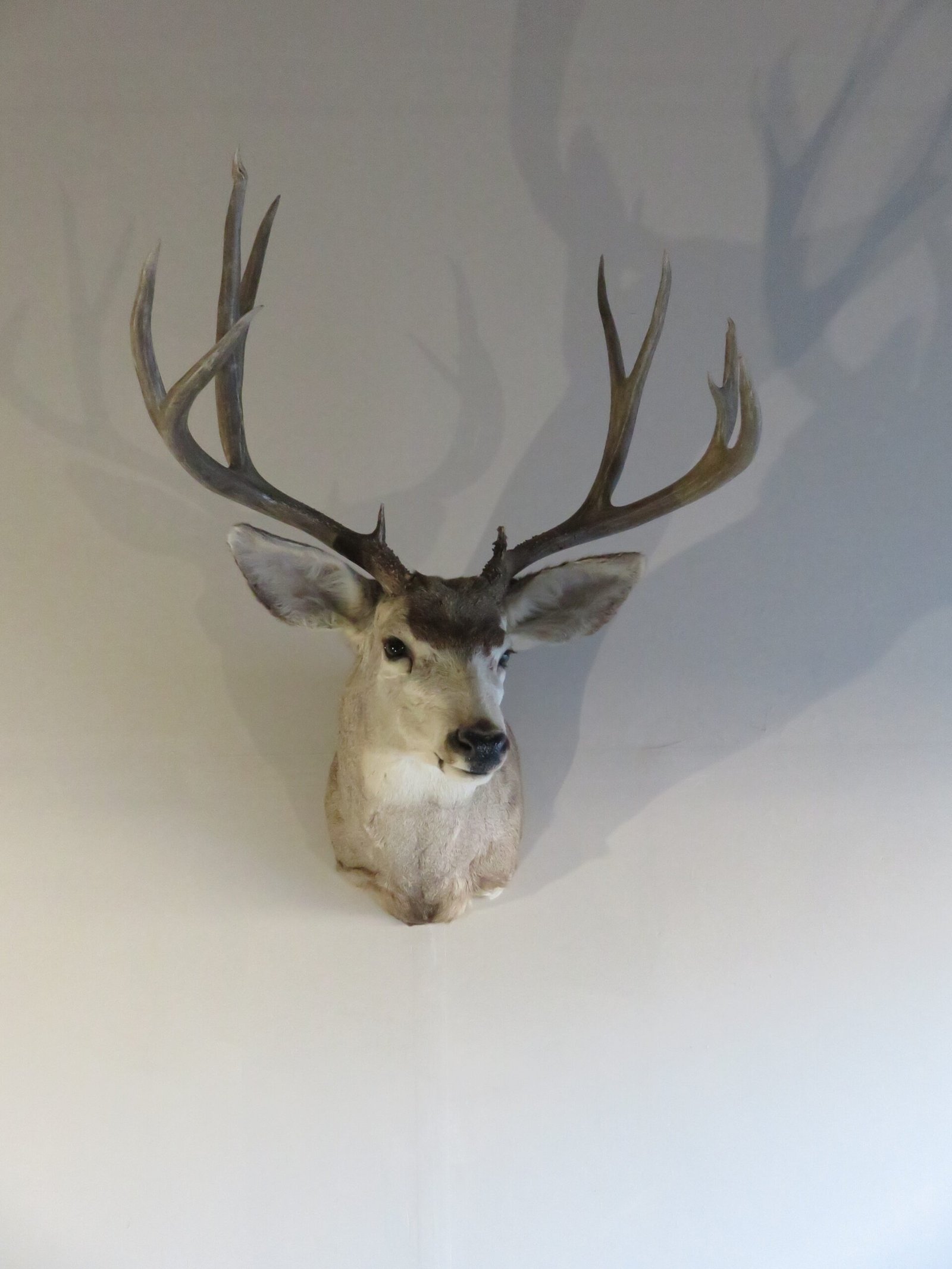 Mule Deer Shoulder Mount. DM-115