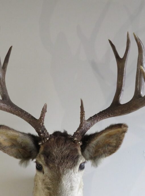 Mule Deer Shoulder Mount DM-116